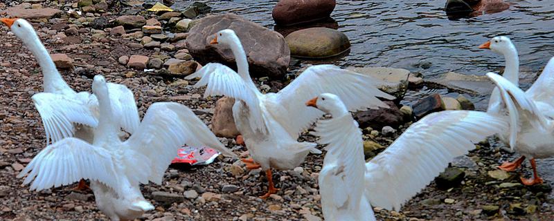 鹅的外观，颈部较长、嘴大且扁、趾间有蹼