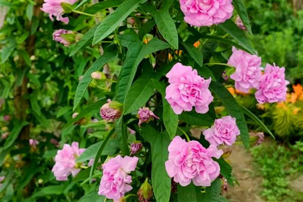 藤牡丹的花期，在6月份或者11月份
