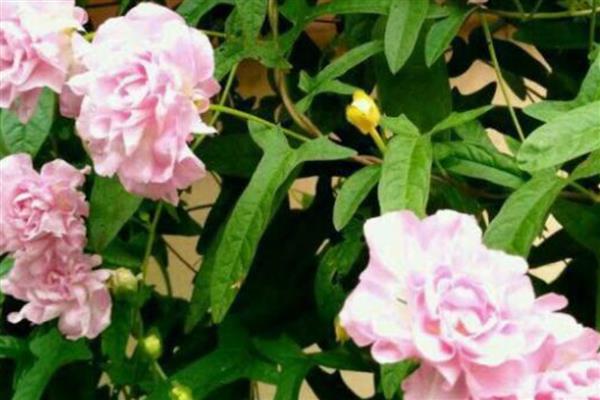 藤牡丹的花期，在6月份或者11月份