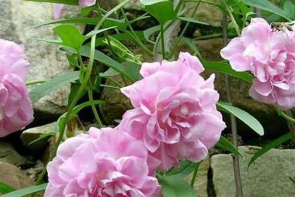藤牡丹的花期，在6月份或者11月份
