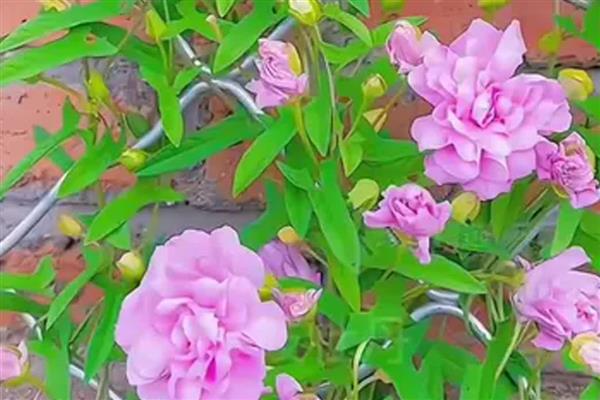 藤牡丹的花期，在6月份或者11月份