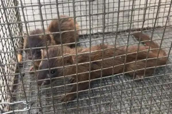 黄鼠狼出来活动的时间，通常在清晨、黄昏时分出来活动