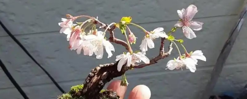 樱花盆栽的养殖方法，建议每年春季对其进行换土