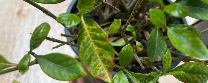 栀子花为什么会掉花苞，可能是长期在室内养殖所致