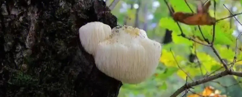 猴头菇的产地，野生猴头菇多产于东北三省