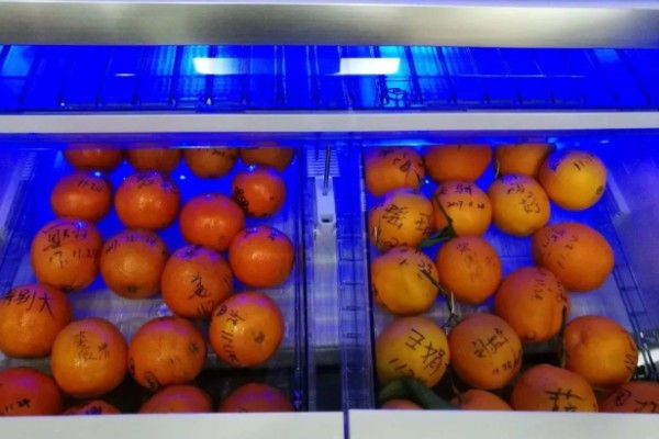 橙子可以放多久,在冰箱内可存放2个月左右