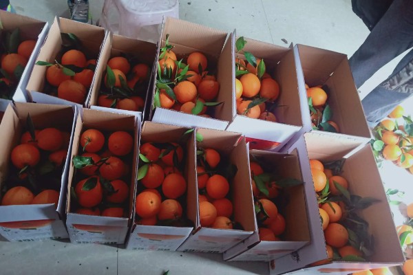 橙子可以放多久,在冰箱内可存放2个月左右