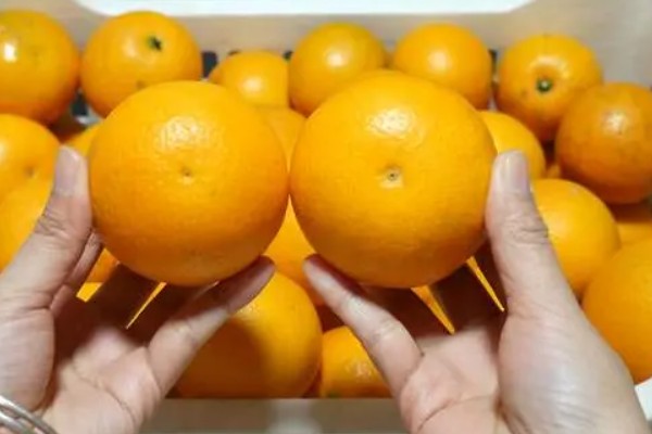 橙子可以放多久,在冰箱内可存放2个月左右