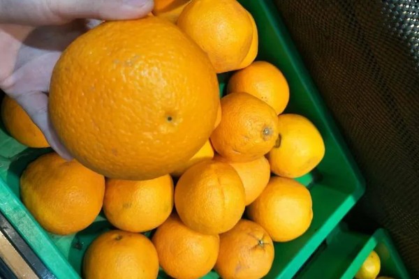 橙子可以放多久,在冰箱内可存放2个月左右