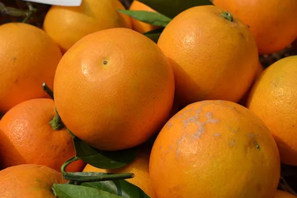 橙子可以放多久,在冰箱内可存放2个月左右