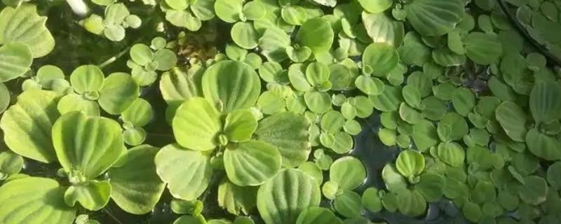 水芙蓉怎么水培，要先对腐殖土进行消毒杀