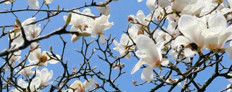 白玉兰花的开花时间，白兰一般在4-9月开花