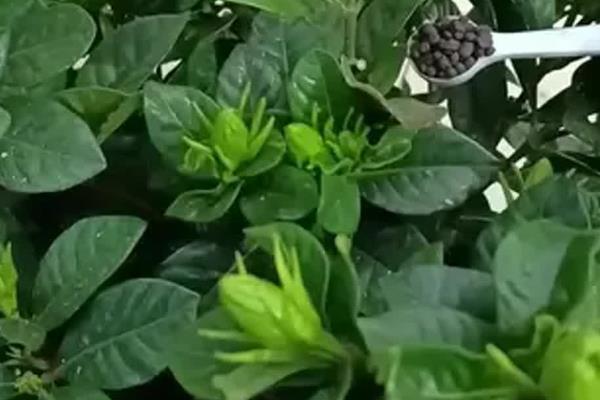 栀子花如何移栽，梅雨季节进行移栽为佳