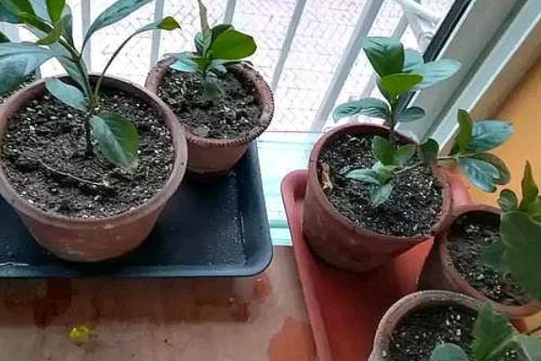 栀子花如何移栽，梅雨季节进行移栽为佳