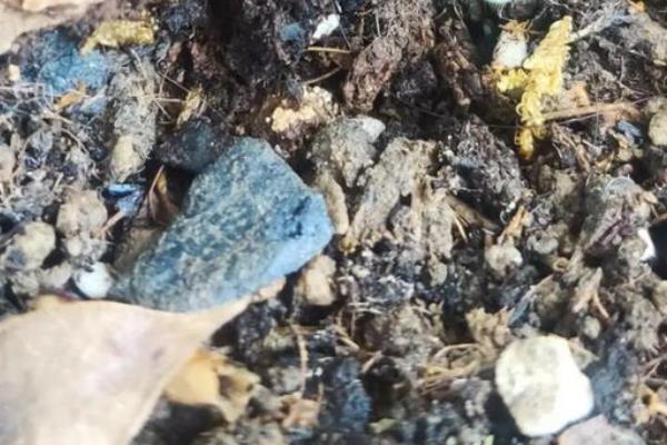 栀子花如何移栽，梅雨季节进行移栽为佳