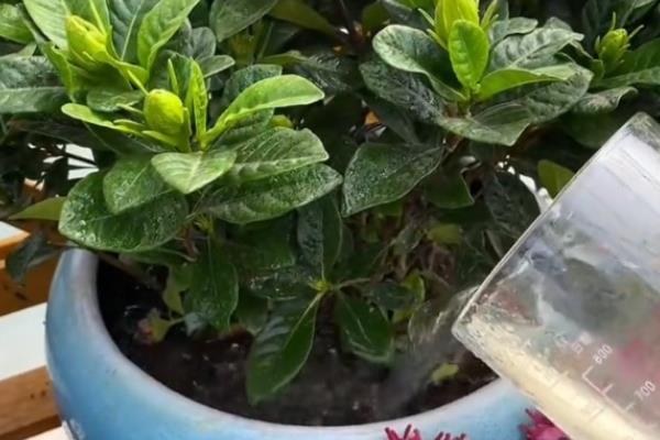 栀子花如何移栽，梅雨季节进行移栽为佳