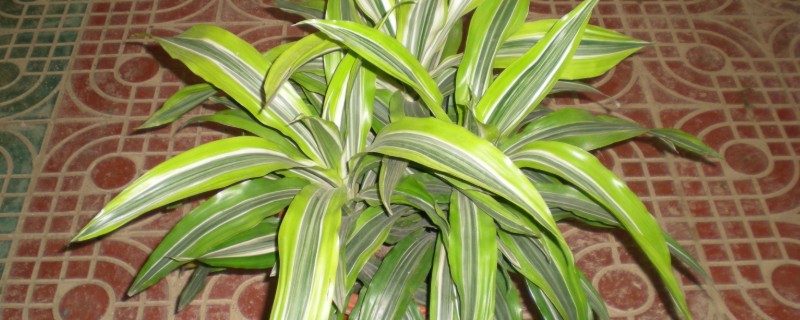 巴西美人有没有毒，本身没有任何毒性