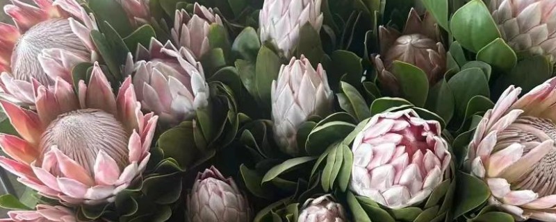 帝王花的花语，寓意胜利、圆满