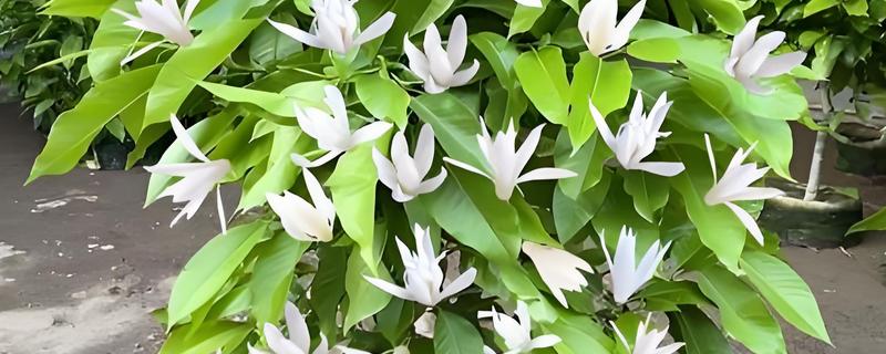 怎么养白兰花,每天提供4-6小时直射光