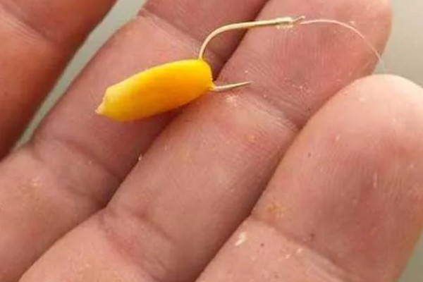 筏钓用哪种饵料，可选择蚯蚓、玉米粒等