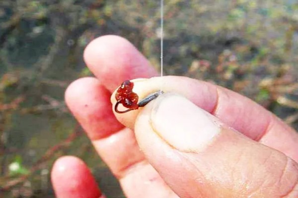 筏钓用哪种饵料，可选择蚯蚓、玉米粒等