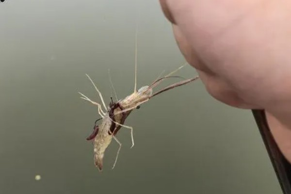 筏钓用哪种饵料，可选择蚯蚓、玉米粒等