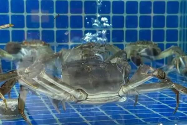 大螃蟹怎么在家养殖，每天早晚各喂食一次