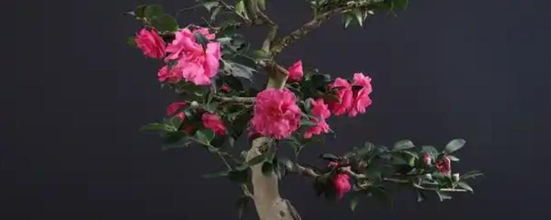 茶梅是用大盆还是小盆，根据植株大小选择