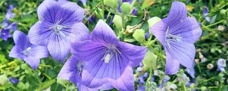 桔梗的花语,寓意无望的爱、真诚不变的爱等