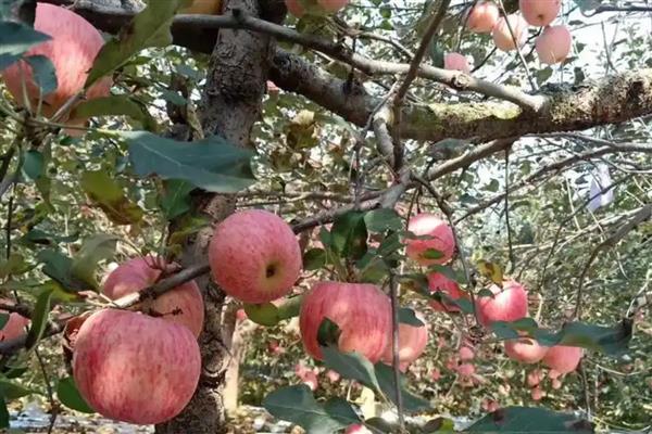 苹果树有什么特点，植株高大枝条呈圆柱形