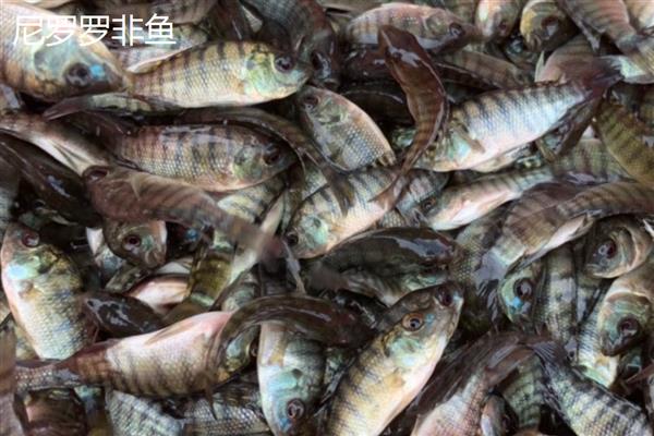 罗非鱼是武昌鱼吗，二者不是同一种鱼类