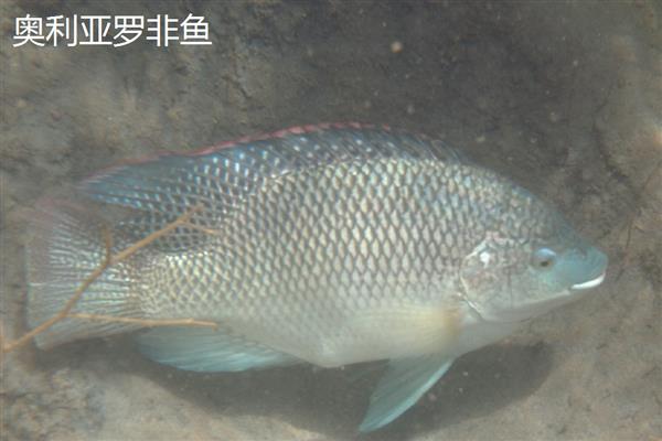 罗非鱼是武昌鱼吗，二者不是同一种鱼类