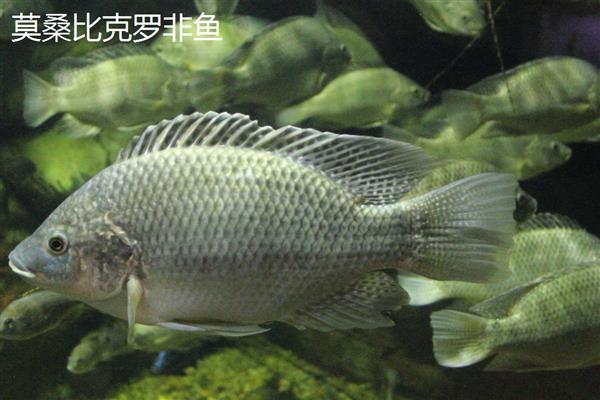 罗非鱼是武昌鱼吗，二者不是同一种鱼类