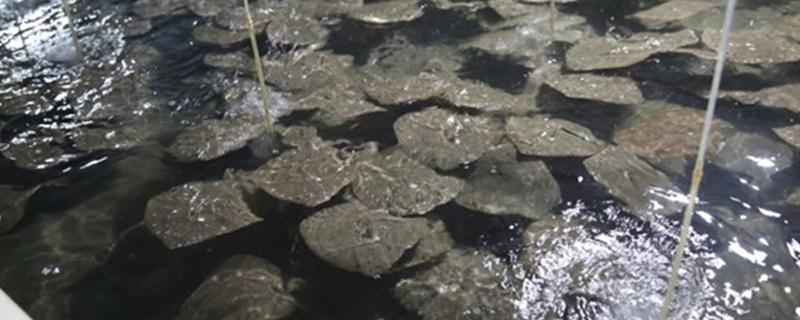 多宝鱼人工养殖要点，必须及时做好清洁