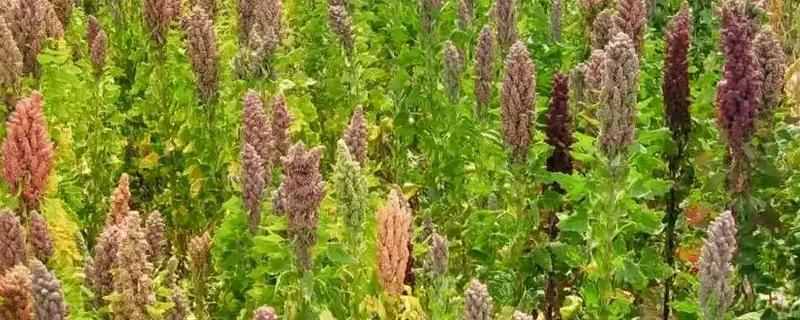 藜麦的营养价值，含有完全蛋白并不含麸质