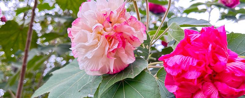 芙蓉花不长的原因，可能是光照不足所致