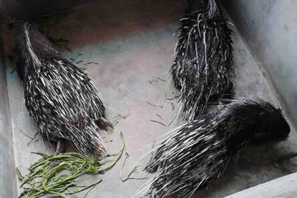 豪猪引种与驯化注意事项，应办理出入境运输、检疫手续