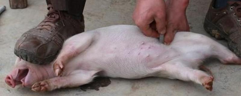 为什么要阉公猪，因为不阉会影响品质