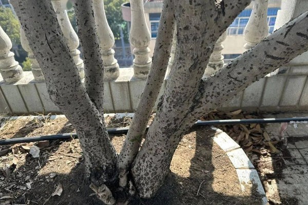 桂花变成树干能不能活，植株枯死后即便浇水也无法恢复生长