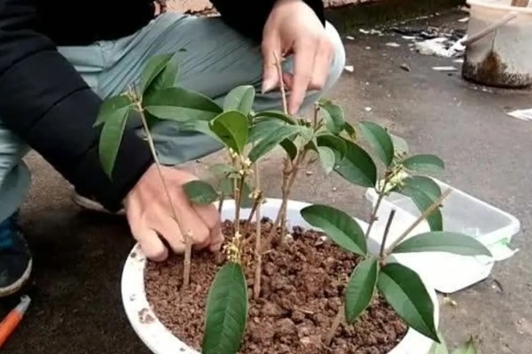 桂花变成树干能不能活，植株枯死后即便浇水也无法恢复生长