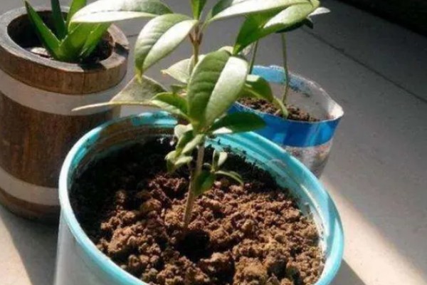 桂花变成树干能不能活，植株枯死后即便浇水也无法恢复生长