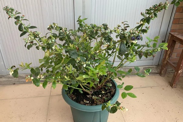 5年蓝莓要使用多大的盆，其高度决定花盆的大小