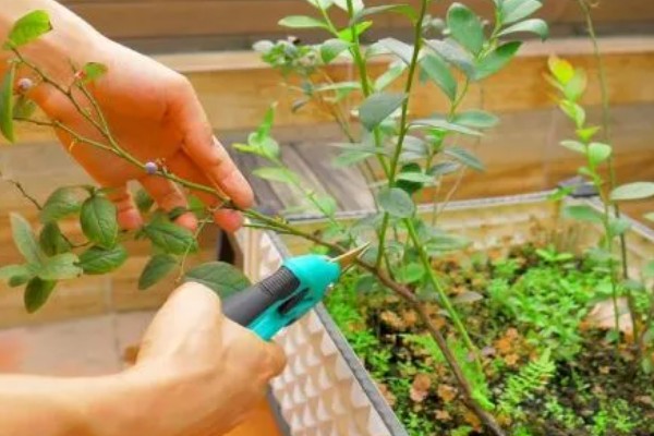 5年蓝莓要使用多大的盆，其高度决定花盆的大小