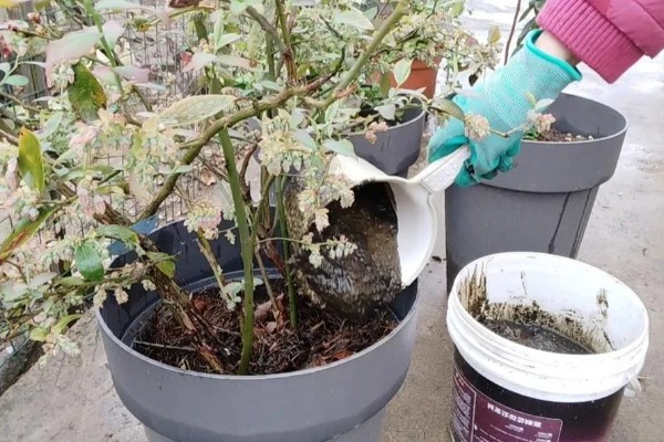 5年蓝莓要使用多大的盆，其高度决定花盆的大小