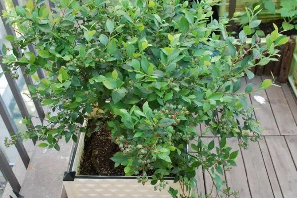 5年蓝莓要使用多大的盆，其高度决定花盆的大小