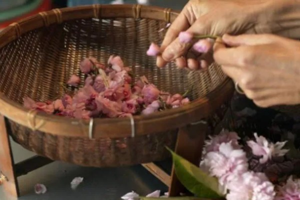 如何采摘鲜花，在植株开花旺期的清晨进行