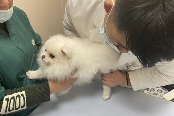 刚出生的小狗为什么会拉稀，可能是感冒、吃得太饱、食物中毒等原因造成