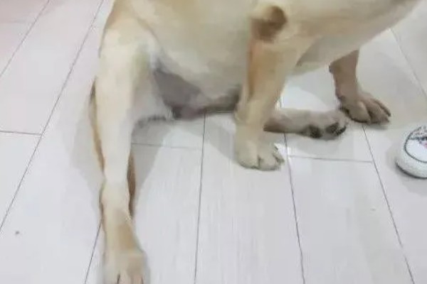 刚出生的小狗为什么会拉稀，可能是感冒、吃得太饱、食物中毒等原因造成