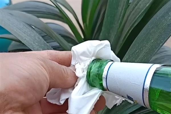 啤酒擦拭花叶子的方法，将水和啤酒1:1进行稀释