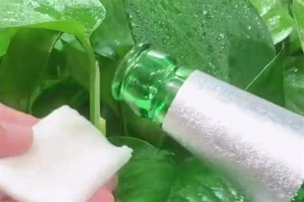 啤酒擦拭花叶子的方法，将水和啤酒1:1进行稀释